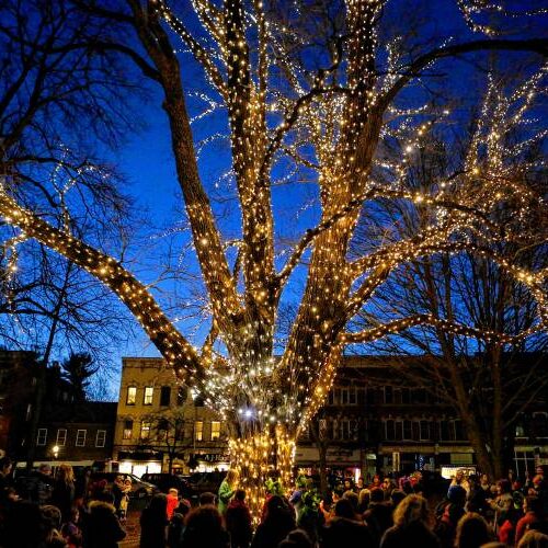 A maple tree illuminates Amherst's town center Dec. 2, 2016 during the Merry Maple Festival and Tree Lighting.